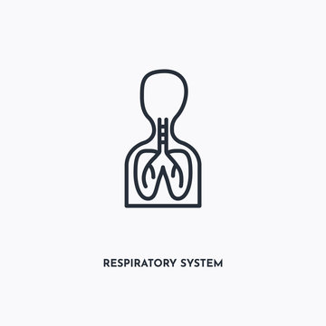 Respiratory System outline icon. Simple linear element illustration. Isolated line Respiratory System icon on white background. Thin stroke sign can be used for web, mobile and UI.