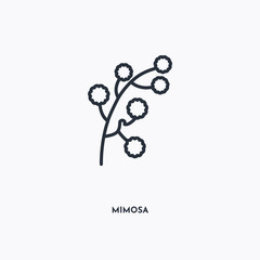 Mimosa outline icon. Simple linear element illustration. Isolated line Mimosa icon on white background. Thin stroke sign can be used for web, mobile and UI.