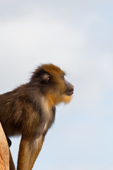 Side Profile of Mandril With Colourful Snout