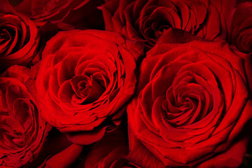Red roses as a background