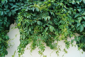 hedge of plants