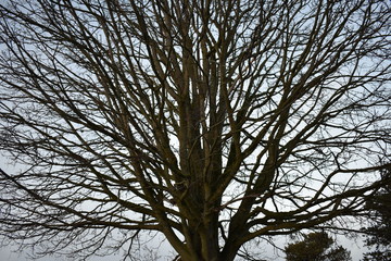 tree and sky
