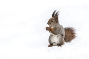 Naklejka na ściany i meble funny red squirrel standing with nut on white snow background