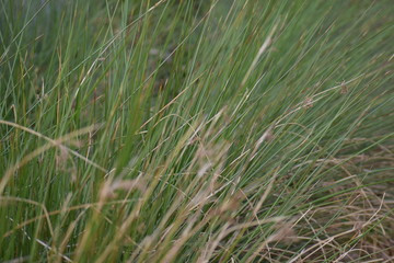grass in the wind
