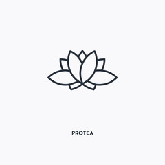 Protea outline icon. Simple linear element illustration. Isolated line Protea icon on white background. Thin stroke sign can be used for web, mobile and UI.