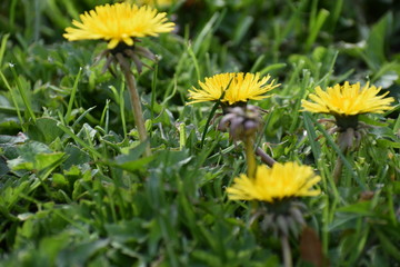 Obraz premium dandelion flowers