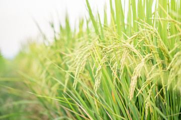 Rice in field conversion test at North Thailand,rice  growth nature,Grain green color