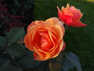 red rose on a green background