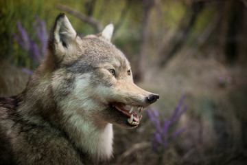 Stuffed wolf. The head of a wolf. Taxidermy. Making stuffed animals.