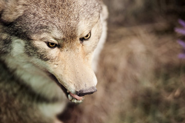 Stuffed wolf. The head of a wolf. Taxidermy. Making stuffed animals.