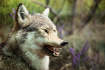 Fototapeta premium Stuffed wolf. The head of a wolf. Taxidermy. Making stuffed animals.