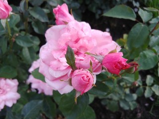 pink rose in garden