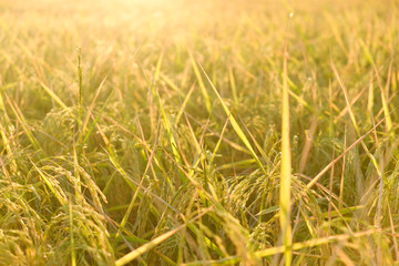 Fototapeta premium Close up ear of rice in field,golden color