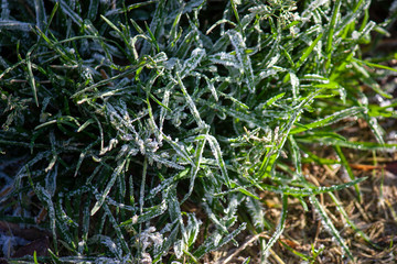 frozen leaves with grass in ice close-up. frosty background.