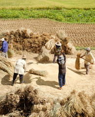 Farmer threshing grain in farm