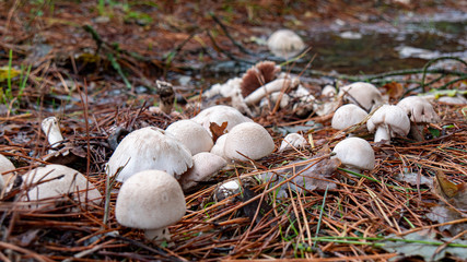 mushrooms in the ground at autumn