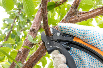 Gardener's hand pruning cultivar cherry tree with garden secateurs in the summer garden
