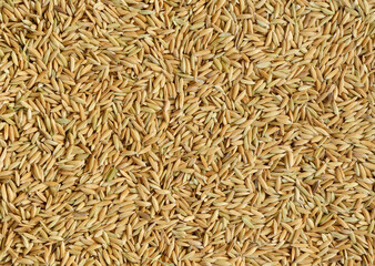 Glutinous rice seeds for background