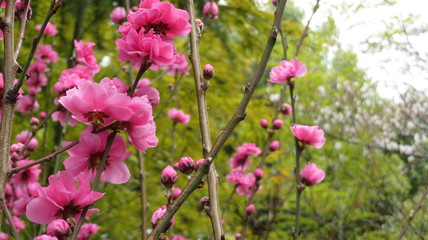 Beautiful pink plum flowers in bloom in Japan