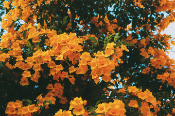flowers in the garden at ayutthaya