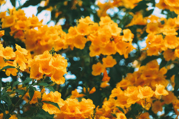 Obraz premium flowers in the garden at ayutthaya