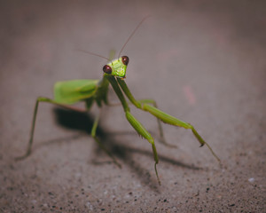 Praying Mantis smiling at the camera