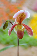 Beautiful paphiopedilum orchid flowers in garden. with blurred nature background