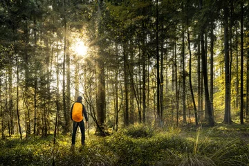 Foto op Plexiglas anti-reflex Sun is shining in forest with one man hiking a undiscovered trail © sanderforsberg