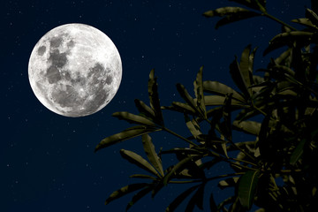 Fototapeta na wymiar Full moon with leaves of tree in night.