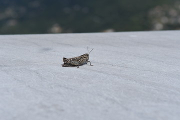 Grasshopper skipjack