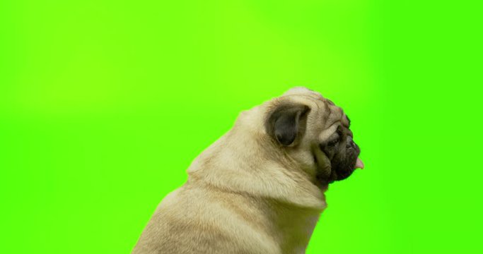 Backside, Back View Of Dog Pug Looking To Green Screen. Watching To Something. Looking Around