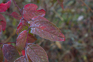 Rote Kornelkirsche Blatt im Herbst mit Reifeis überzogen.