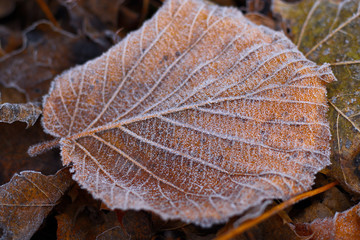 Haselnussblatt im Herbst auf dem Boden mit Reifeis überzogen.
