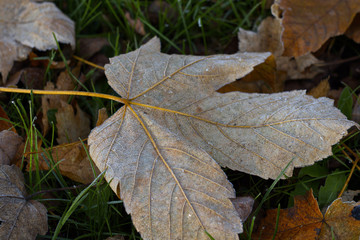 Ahornblatt im Herbst auf dem Boden mit Reifeis überzogen.