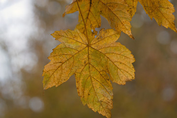 Ahornblatt im Herbst in Gelb Orange Farbe von Unten Fotografiert.