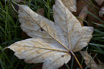 Ahornblatt im Herbst auf dem Boden mit Reifeis überzogen.