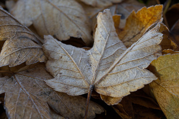 Ahornblatt im Herbst auf dem Boden mit Reifeis überzogen.