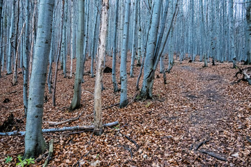Strazov hill, Strazov Mountains, Slovakia