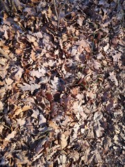  dry oak leaves covered with hoarfrost