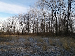  tree geometry on a winter morning
