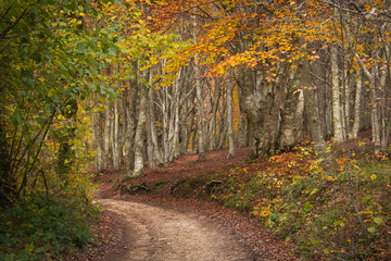 View of mountain road in the autumn forest