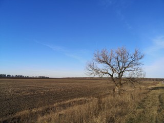 Obraz na płótnie Canvas lonely tree in the autumn field