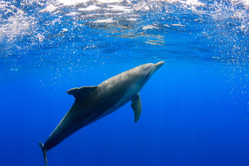 Naklejka premium 小笠原の海を泳ぐミナミハンドウイルカ