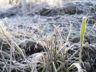 a lawn covered with hoarfrost one autumn morning