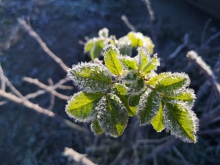  frost on greenery on a frosty morning