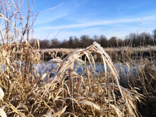  dry flowers in hoarfrost on the river bank