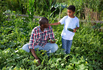 Family of farmers harvesting cucumbers on plantation