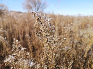 Fototapeta premium dry flowers in hoarfrost in the autumn morning