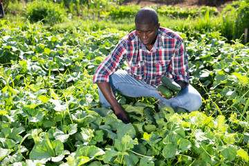 Naklejka na ściany i meble Afro-american farmer harvesting cucumbers on plantation