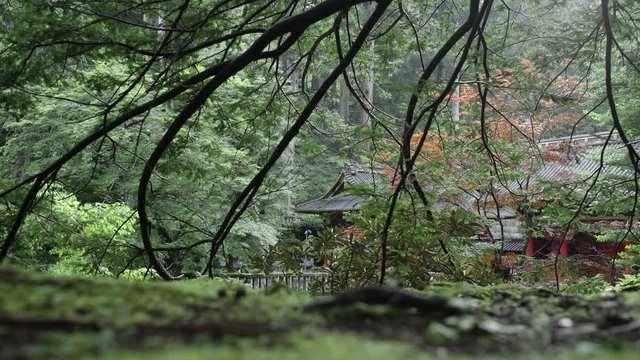 Tilt Down Camera Hanging Branch in Foreground with Shrine Surround Tree in Area World Heritage Nikko, Japan